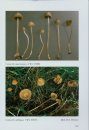 Fungi Europaei, Volume 11: Conocybe Fayod - Pholiotina Fayod [English / French / Italian]