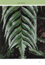 Ferns of Kinabalu
