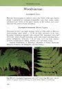 Ferns of Kinabalu