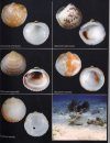 Seashells of Southern Florida