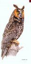 Field Guide to Owls of California and the West