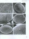 The Diatoms
