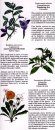 Costa Rica: Medicinal Plants [English / Spanish]