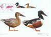 Wildfowl of the Northern Hemisphere