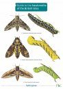 Guide to the Hawkmoths of the British Isles