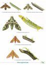Guide to the Hawkmoths of the British Isles
