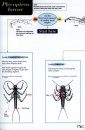 Guide to the British Stonefly (Plecoptera) Families: Adults and Larvae