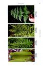 The Fern Guide
