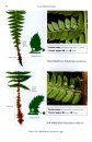 The Fern Guide