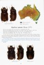 The Beetles of the World, Volume 30: Australian and Oceanian Dynastidae / Les Coleopteres Du Monde: Dynastidae Australiens et Oceaniens