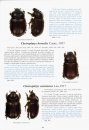 The Beetles of the World, Volume 30: Australian and Oceanian Dynastidae / Les Coleopteres Du Monde: Dynastidae Australiens et Oceaniens