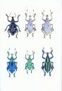 The Beetles of the World, Volume 19/2 (Supplement 2): Eupholus