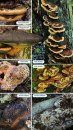 Collins Complete Guide to British Mushrooms and Toadstools