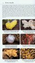 Collins Complete Guide to British Mushrooms and Toadstools