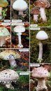 Collins Complete Guide to British Mushrooms and Toadstools