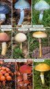 Collins Complete Guide to British Mushrooms and Toadstools