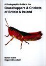 A Photographic Guide to the Grasshoppers & Crickets of Britain and Ireland