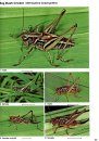 A Photographic Guide to the Grasshoppers & Crickets of Britain and Ireland
