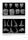 Handbook of Paleoichthyology, Volume 3E: Chondrichthyes V