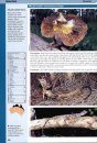 Field Guide to Australian Reptiles
