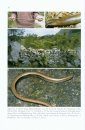 Die Blindschleiche: Die Vergessene Echse [The Slow Worm: The Forgotten Lizard]