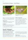 British and Irish Butterflies