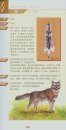 Identification Manual for Mammals in China [Chinese]
