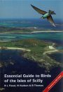 Essential Guide to Birds of the Isles of Scilly
