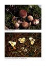 Fungi non Delineati 37: Algunos Basidiomicetos Raros o Interesantes de la Peninsula Iberica [Some Rare or Interesting Basidiomycetes of the Iberian Peninsula]