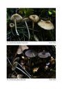 Fungi non Delineati 38: Entoloma Nuevos o Interesantes de la Península Ibérica [New or interesting Entoloma of the Iberian Peninsula]