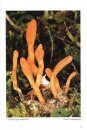 Fungi non Delineati 39: Funghi Clavarioidi [Clavarioid Mushrooms]