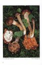 Fungi non Delineati 39: Funghi Clavarioidi [Clavarioid Mushrooms]