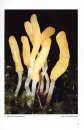 Fungi non Delineati 39: Funghi Clavarioidi [Clavarioid Mushrooms]