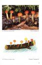 Fungi non Delineati 39: Funghi Clavarioidi [Clavarioid Mushrooms]