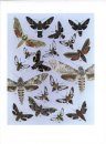 The Hawk Moths of North America