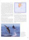 Whales and Dolphins of the Southern African Subregion