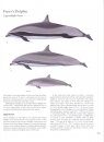 Whales and Dolphins of the Southern African Subregion