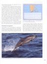 Whales and Dolphins of the Southern African Subregion