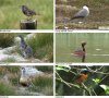 Best of BirdGuides Volume 1