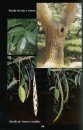 Enciclopedia Zoobotanica Volumen I (Dicotiledoneas) Tomo II (Leguminosas-Papilionoideas) Fasciculo 4