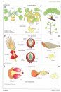 Brief History of the Gymnosperms
