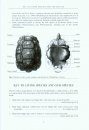 The Tortoises and Turtles of Madagascar