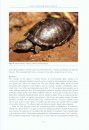 The Tortoises and Turtles of Madagascar