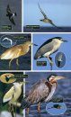 Collins Complete Guide to British Birds