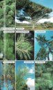 Collins Complete Guide to British Trees