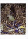 Bowerbirds