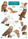 Guide to British Owls and Owl Pellets