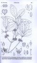 Flora of Tropical East Africa: Rubiaceae, Part 3