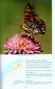 Les Papillons de Jour du Maroc: Un Guide d'Identification et de Bioindication [Butterflies of Morocco: Identification and Bioindication Guide]