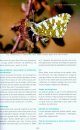 Les Papillons de Jour du Maroc: Un Guide d'Identification et de Bioindication [Butterflies of Morocco: Identification and Bioindication Guide]